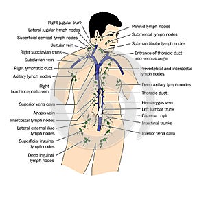 The lymph system photo