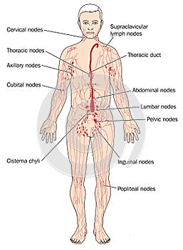The lymph system