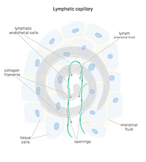 The lymph system. Structure of the terminal end of lymphatic capillary and surrounding tissue.