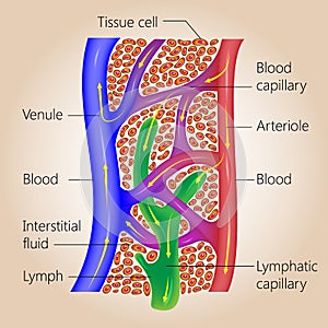 Lymphatic and Blood Capillaries