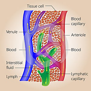 Lymphatic and Blood Capillaries photo