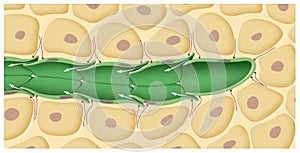 Lymphatic circulation and the structure of lymphatic vessels