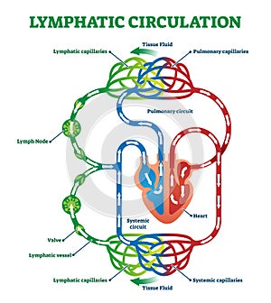 Lymphatic circulation system with lymph transportation vector illustration.