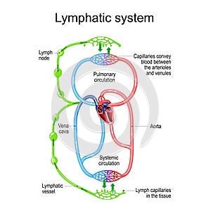 Lymphatic circulation system. parts of immune and Circulatory system photo
