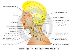 Lymphatic drainage photo