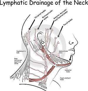 Lymphatic Drainage of the Neck