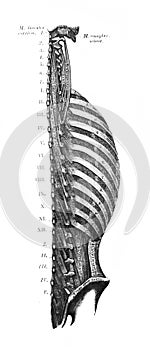 Lymphatic of the head, neck, upper part of the trunk in the old book D`Anatomie Chirurgicale, by B. Anger, 1869, Paris