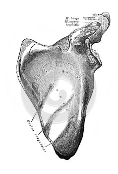 Lymphatic of the head, neck, upper part of the trunk in the old book D`Anatomie Chirurgicale, by B. Anger, 1869, Paris