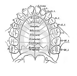 Lymphatic of the head, neck, upper part of the trunk in the old book D`Anatomie Chirurgicale, by B. Anger, 1869, Paris