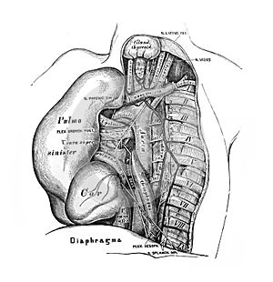 Lymphatic of the head, neck, upper part of the trunk in the old book D`Anatomie Chirurgicale, by B. Anger, 1869, Paris