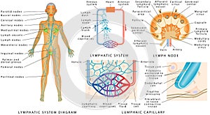 Lymphatic system