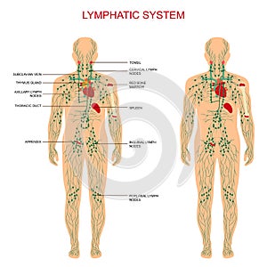 Lymphatic system,
