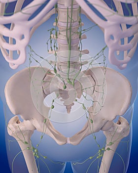 The lymphatic system - the abdomen