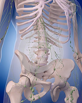 The lymphatic system - the abdomen