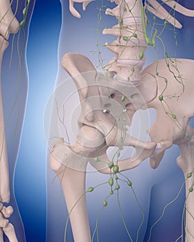 The lymphatic system - the abdomen