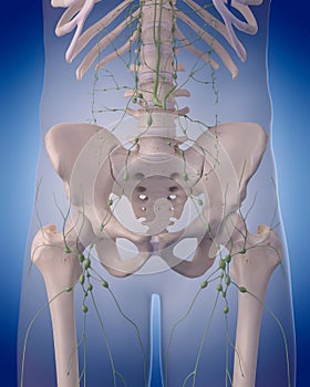 The lymphatic system - the abdomen