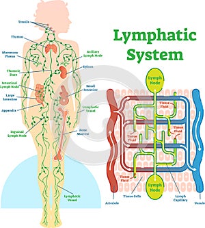 Lymphatic system anatomical vector illustration diagram, educational medical scheme.