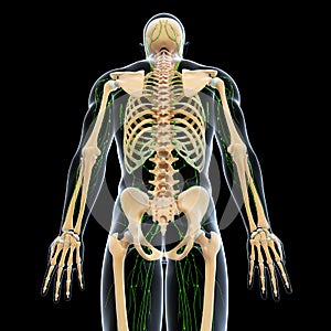 Lymphatic system with back side of skeleton