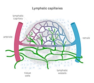 Lymphatic system of capillaries and vessels in complex with blood vessels. Lymph circulation scientific illustration.