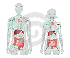 Lymphatic System Concept