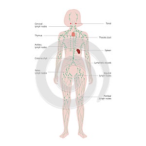 Lymphatic System Concept