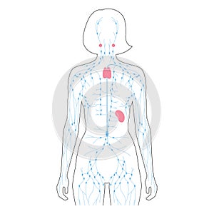 Lymphatic System Concept