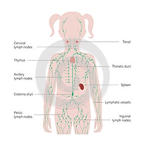 Lymphatic System Concept photo