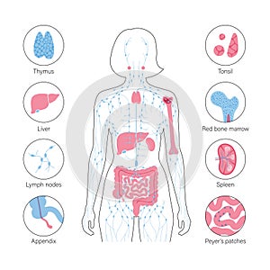 Lymphatic system concept