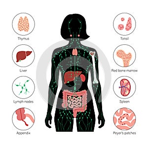 Lymphatic System Concept