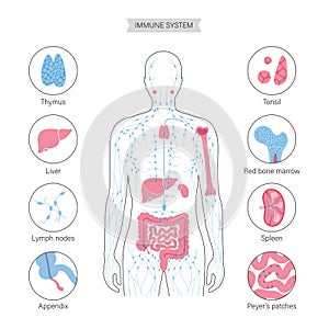 Lymphatic System Concept