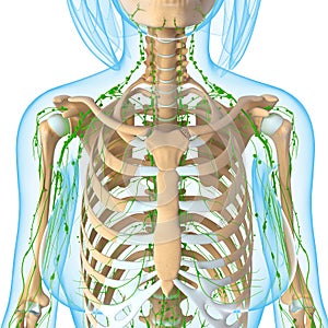 Lymphatic system