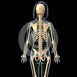 Lymphatic system of female back