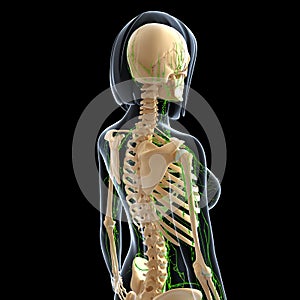 Lymphatic system of female back side view