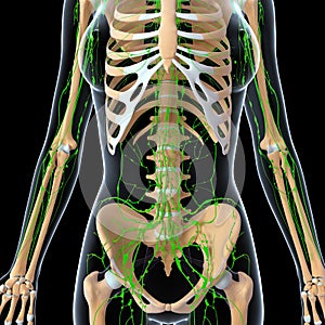 Lymphatic system of female front