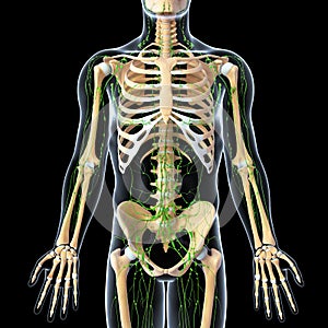 Lymphatic system with front view of skeleton