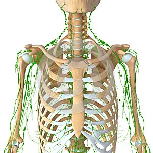 Lymphatic system