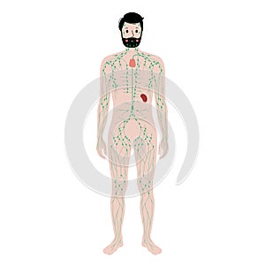 Lymphatic system in human body