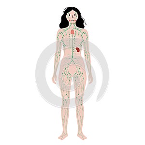 Lymphatic system in human body