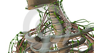The Lymphatic System in the Human Body