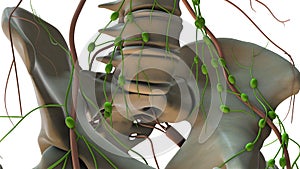 The Lymphatic System in the Human Body