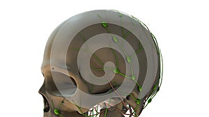 The Lymphatic System in the Human Body