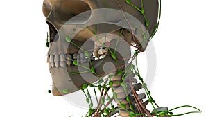 The Lymphatic System in the Human Body