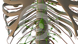 The Lymphatic System in the Human Body