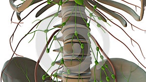 The Lymphatic System in the Human Body