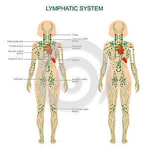 human anatomy, lymphatic system, medical illustration, lymph nodes photo