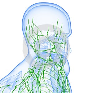 Lymphatic system of male body isolated with white photo