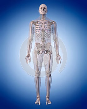 The lymphatic system