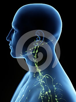 The lymphatic system of the neck