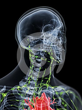 The lymphatic system of the neck