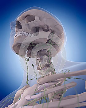 The lymphatic system - the neck